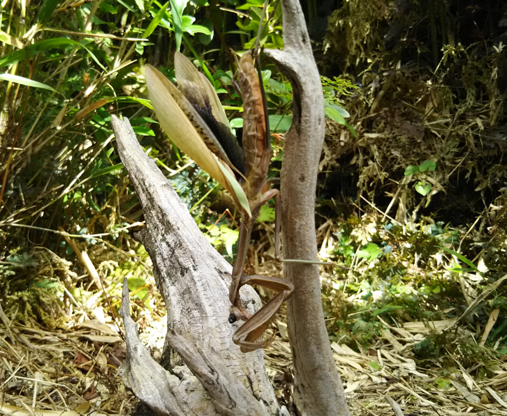 枯れ木に逆さにとまる、羽化不全のチョウセンカマキリのメス。翅が正常にたためず開いたままで、左目には固まったリンパ液が黒い玉となって付着している。
