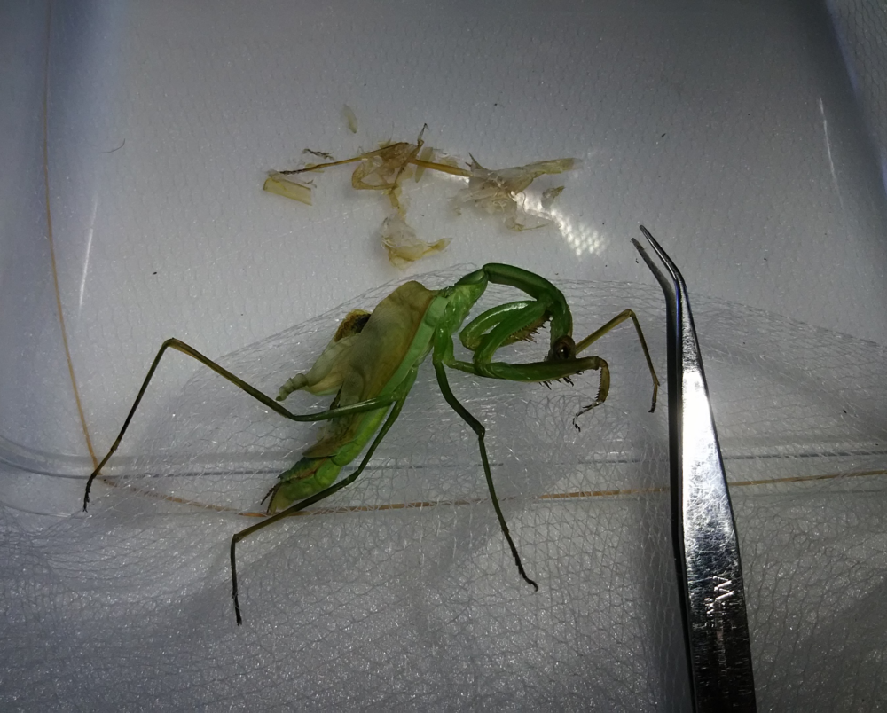 ピンセットで脱皮殻を取り除いた後のオオカマキリのメス。容器底面のネット上に横たわり、歪んだ体と縮れた翅を残しながらも、わずかにお腹を動かして呼吸を維持している状態。