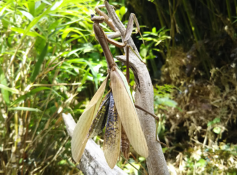 枯れ木に上向きにとまる、羽化不全のチョウセンカマキリのメス。翅が正常にたためず開いたままで、左目には固まったリンパ液が黒い玉となって付着している。