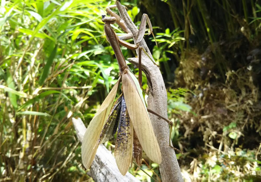 枯れ木に上向きにとまる、羽化不全のチョウセンカマキリのメス。翅が正常にたためず開いたままで、左目には固まったリンパ液が黒い玉となって付着している。