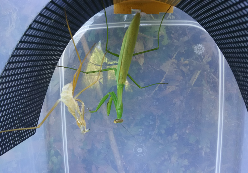 飼育容器の蓋裏に逆さ吊りになり、羽化に成功したオオカマキリのメス。美しく伸びた緑色の翅と身体が、左側にある白い脱皮殻と並んでいる。