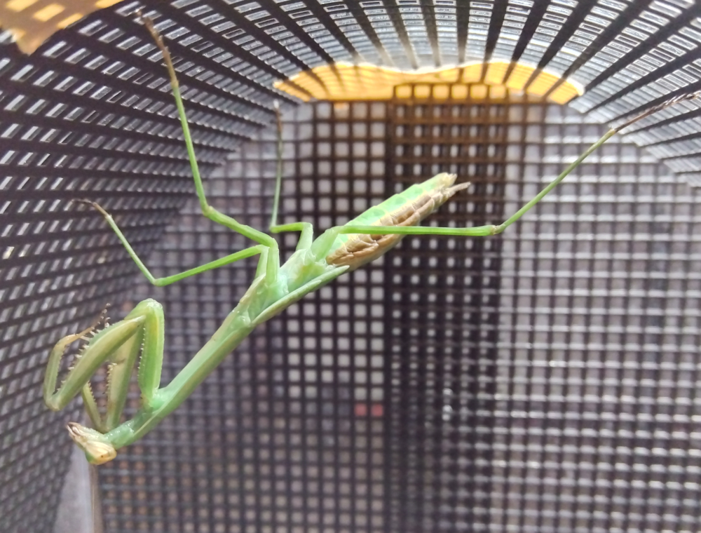 化直前のオオカマキリ（メス）。腹部の外皮が浮き上がりシワが目立つ様子