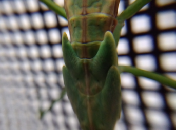 羽化直前のオオカマキリ（メス）の背中。翅芽（小羽根）が膨らみ立体的に浮き出ている様子