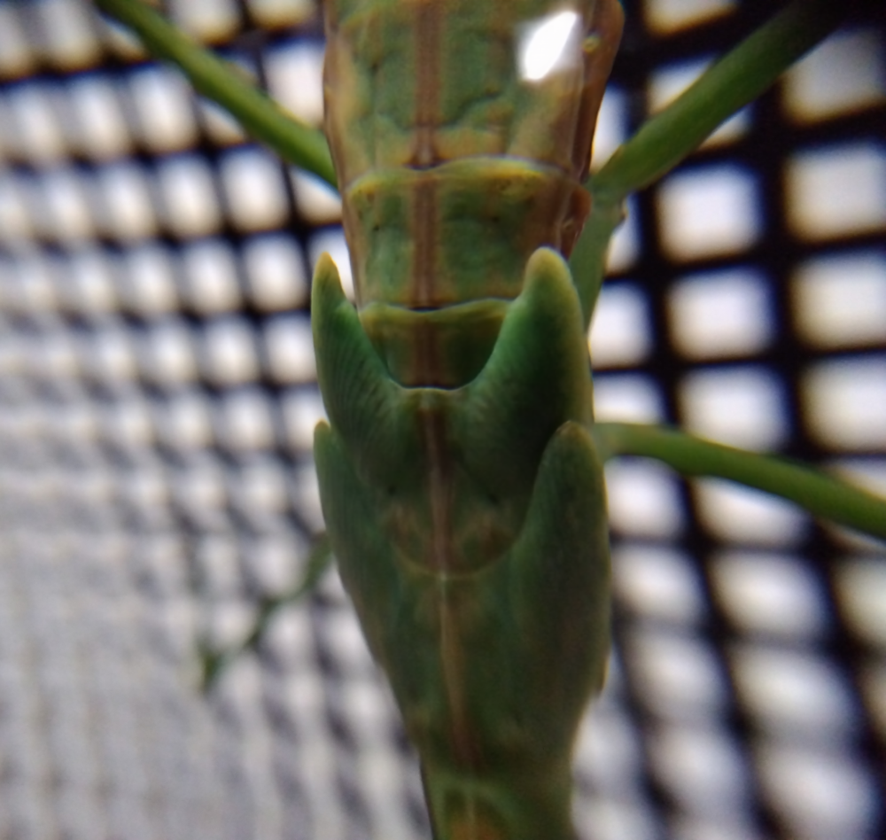 羽化直前のオオカマキリ（メス）の背中。翅芽（小羽根）が膨らみ立体的に浮き出ている様子