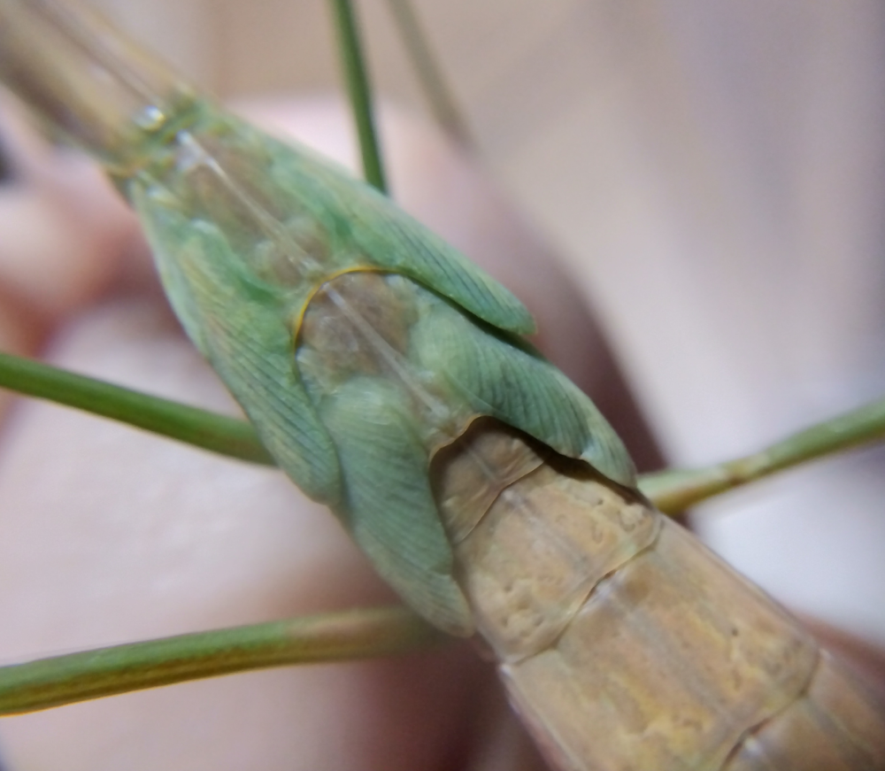 羽化が近いオオカマキリ（オス）の背中。立体的に大きく膨らんだ翅芽（小羽根）の拡大写真