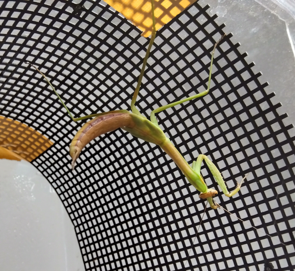 羽化直前のオオカマキリ（オス）の様子。メスと同様に足場を確保してぶら下がっている