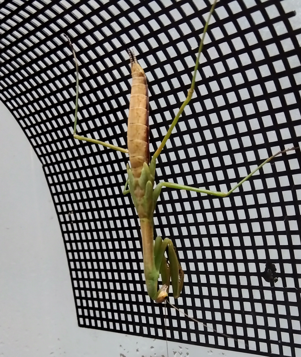 羽化直前のオオカマキリ（オス）。網戸に逆さにぶら下がり、体をユラユラと揺らして羽化の準備をしている様子