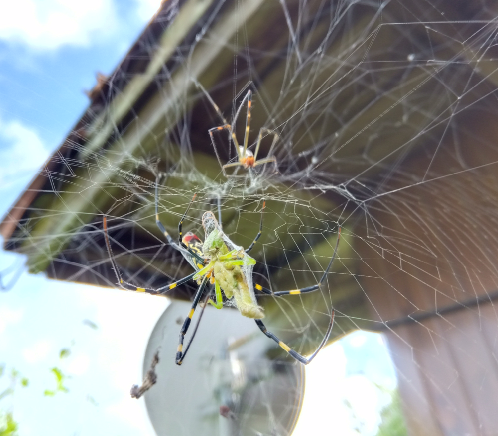 手前で大きな獲物(イナゴ)を糸で巻いて捕食するジョロウグモのメスと、そのすぐ上の網の糸を噛み切って穴を開けようとするオスの様子。青空と屋根背景。