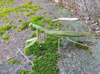 コケの生えた、家のコンクリート面に上に現れたオオカマキリのオス。｜（レア）翅の色が緑色型で珍しい個体。