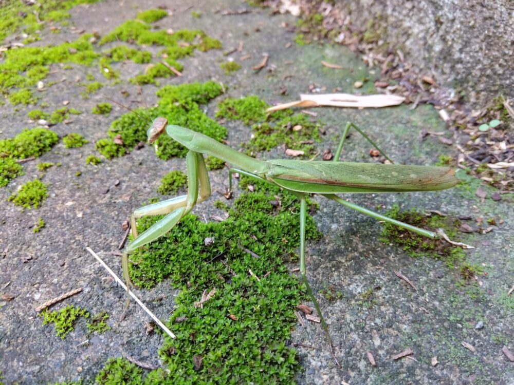 コケの生えた、家のコンクリート面に上に現れたオオカマキリのオス。｜（レア）翅の色が緑色型で珍しい個体。