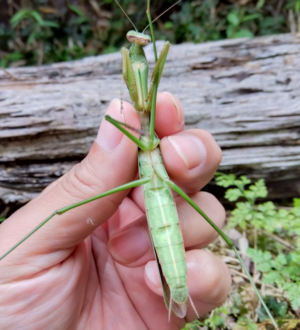 オオカマキリのオスのお腹の節と腕の付け根の黄色で見分けた画像。