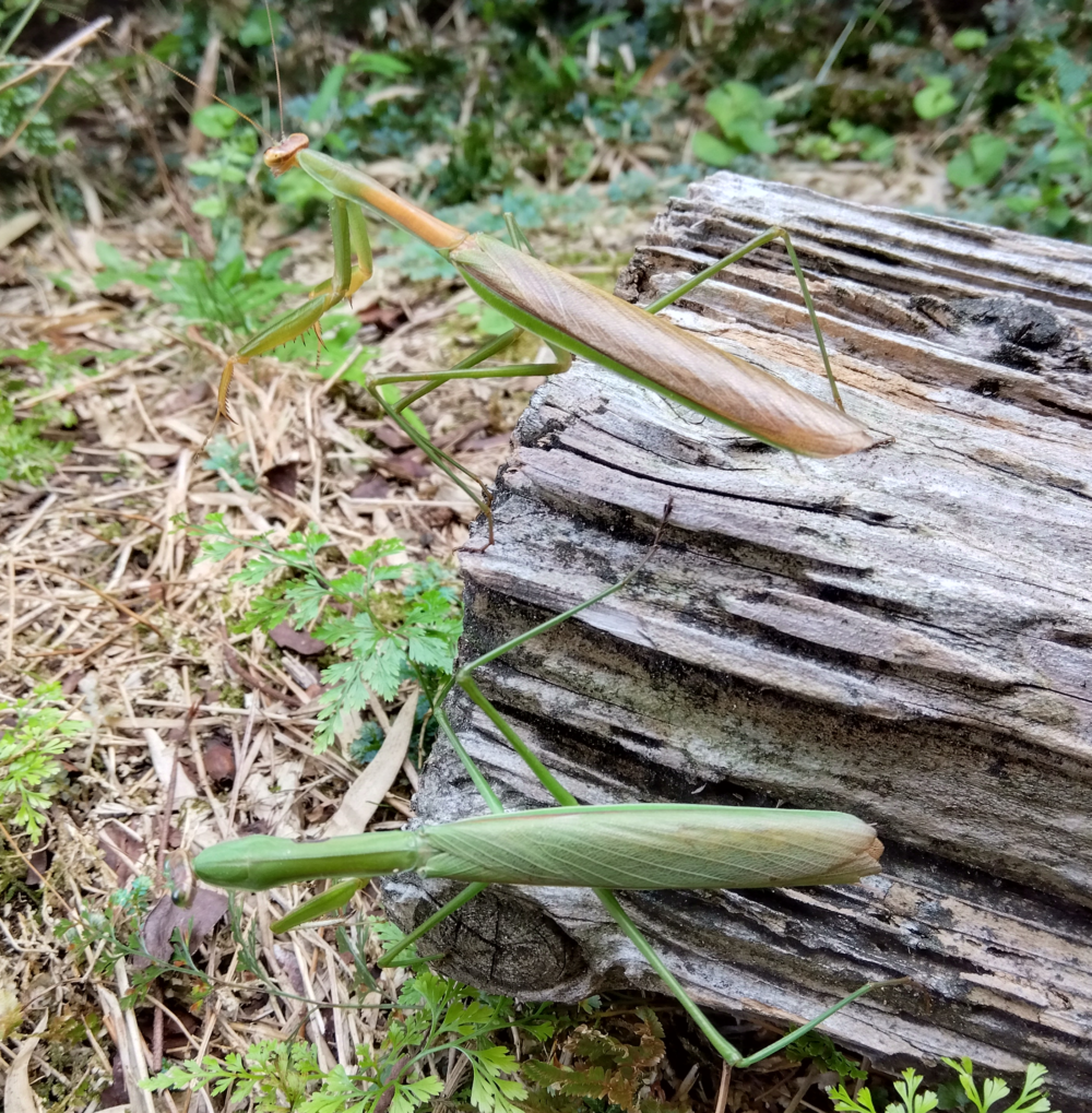 朽木の上で、（上）オオカマキリのオス茶褐色、（下）オオカマキリのオス緑色型の体と翅の色を比べた写真。