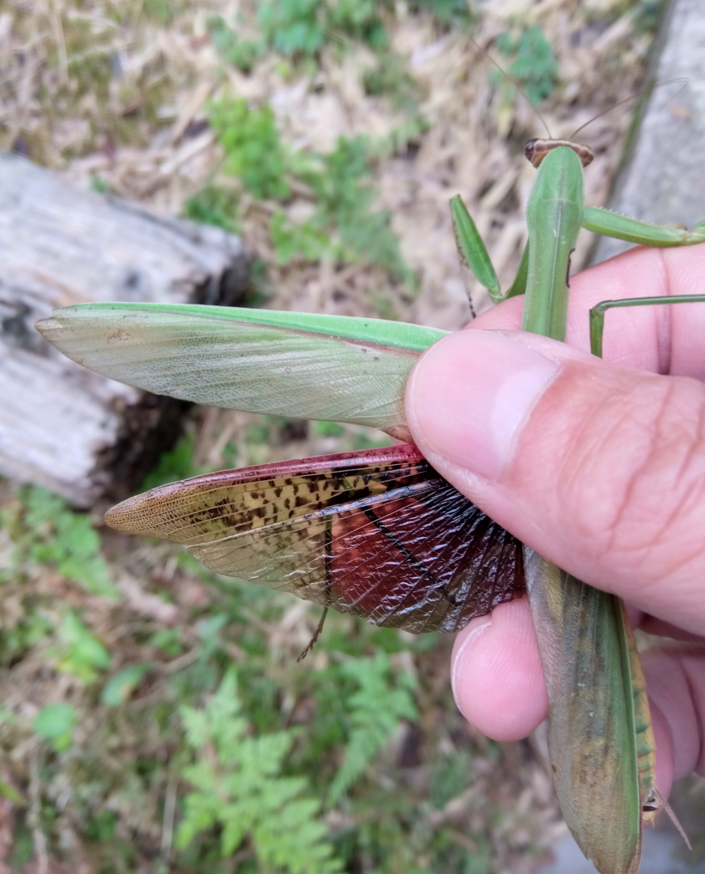 オオカマキリのオス（レア）緑色型の翅、下羽を手で広げて模様でオオカマキリだとわかる写真。