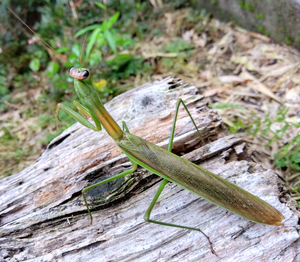 オオカマキリのオス、胴に茶褐色があり翅の色は深緑色をしている。