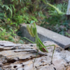 朽ち木の上でオオカマキリのメスが静止している。両腕のカマを綺麗に揃えて一点を見つめて祈っているように見える。