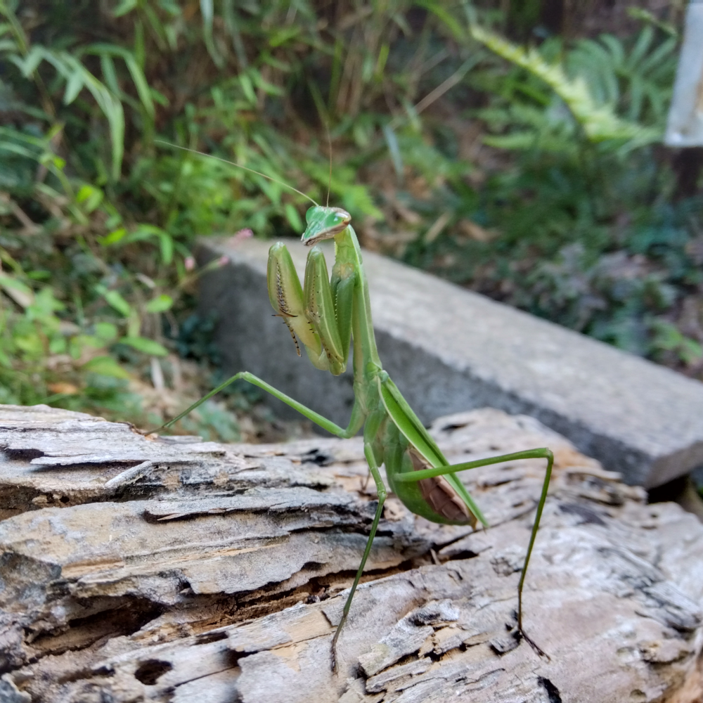 朽ち木の上でオオカマキリのメスが静止している。両腕のカマを綺麗に揃えて一点を見つめて祈っているように見える。