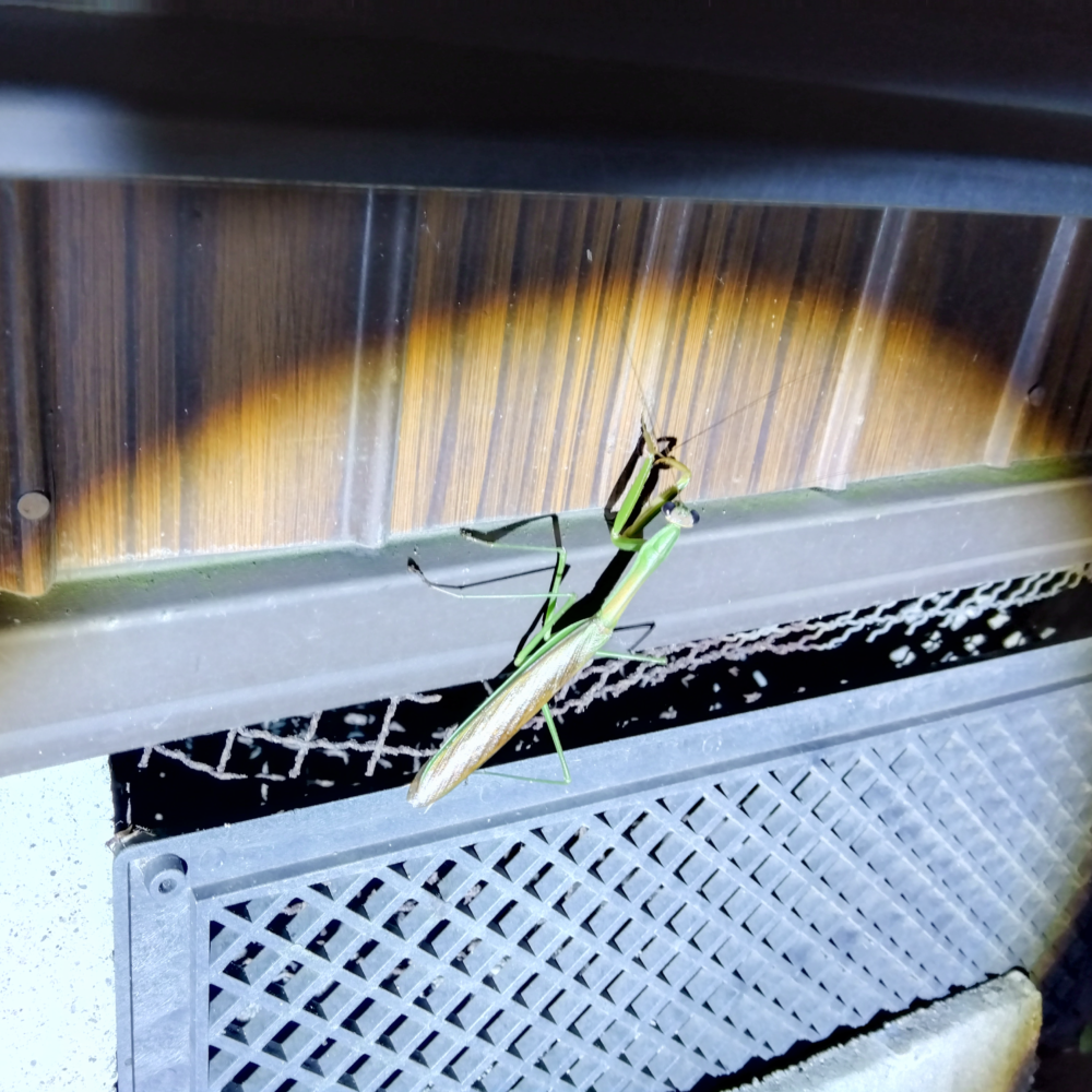 夜、オオカマキリのメスの放出するフェロモンに反応して、家の軒下の網にオスが寄って来ている様子。