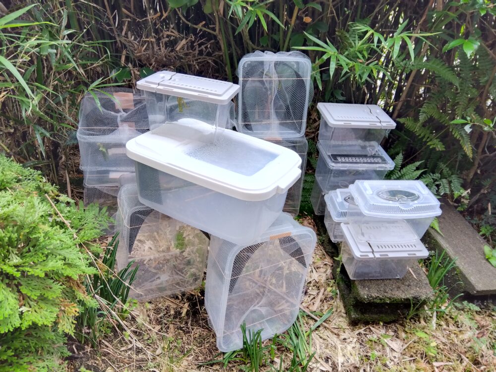 14個のプラケースが大小、土手に置いてある。その中にはカマキリのメスとオスが入っている。