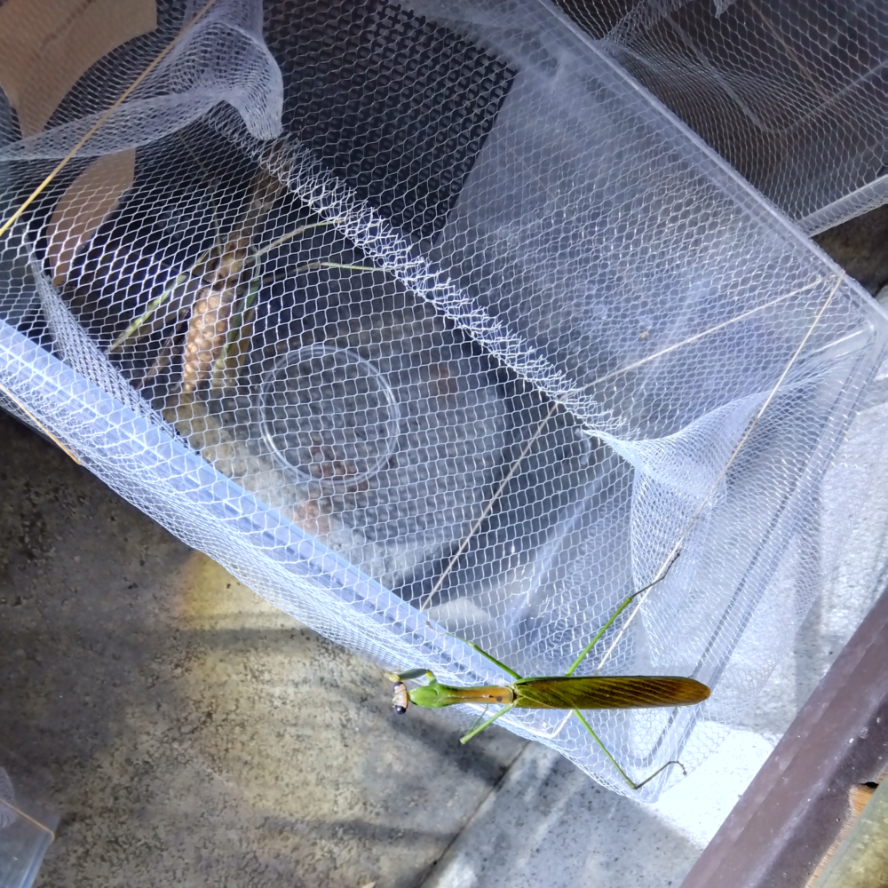 夜、プラケースの中にオオカマキリのメスがフェロモンを放出している様子、自然界のオスがフェロモンに反応してケースの網に寄って来ている様子。