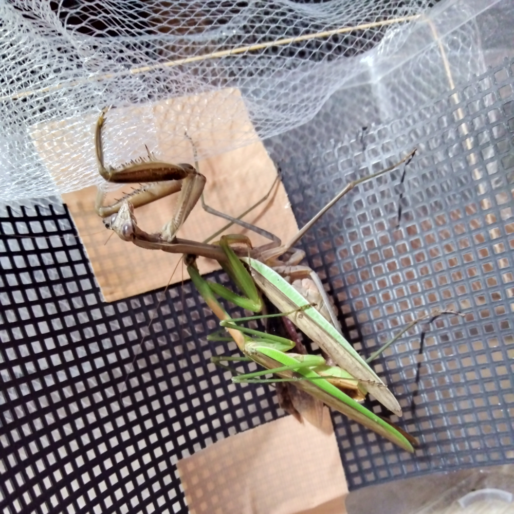 オオカマキリ(羽化不全)の茶褐色のメスとの交尾にオスが成功した様子。