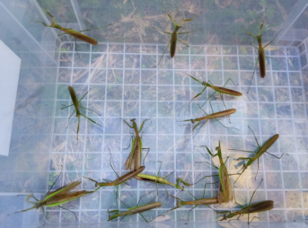 プラケースの中にオオカマキリのオスが15匹、その内の8匹がメスのフェロモンで寄ってきたオス、残り7匹が飼育下のオス
