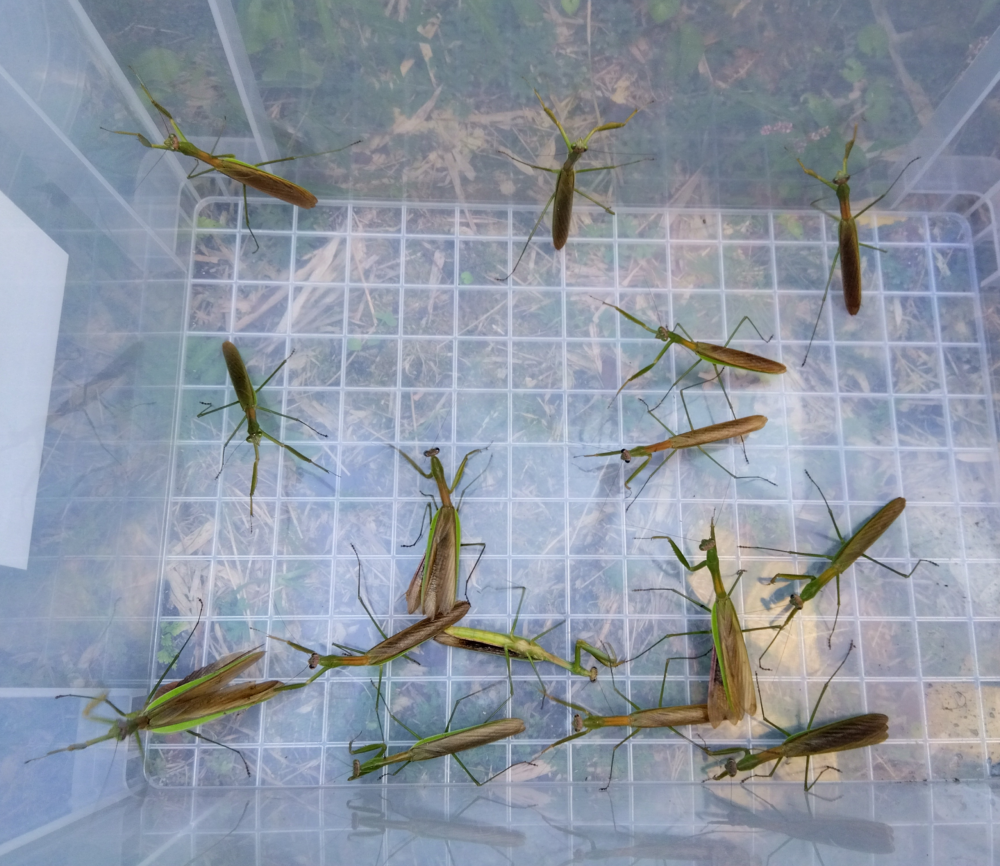 プラケースの中にオオカマキリのオスが15匹、その内の8匹がメスのフェロモンで寄ってきたオス、残り7匹が飼育下のオス